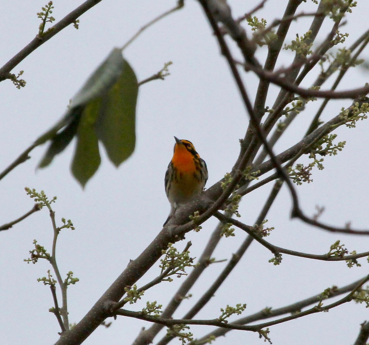 Blackburnian Warbler - ML629506181