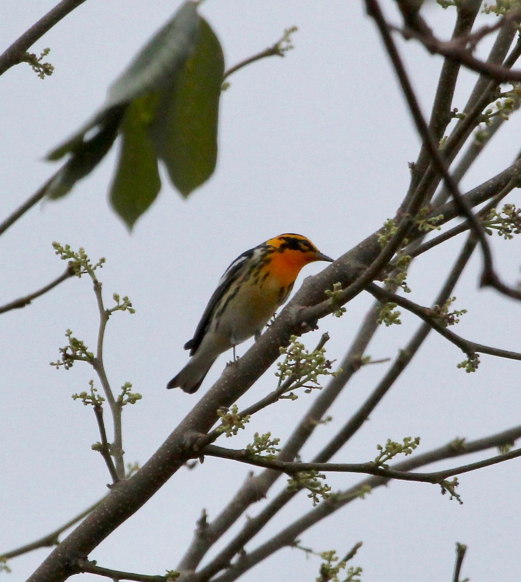 Blackburnian Warbler - ML629506182