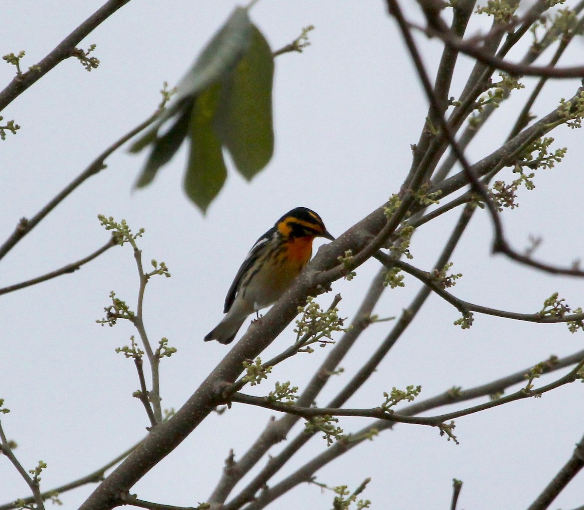Blackburnian Warbler - ML629506183