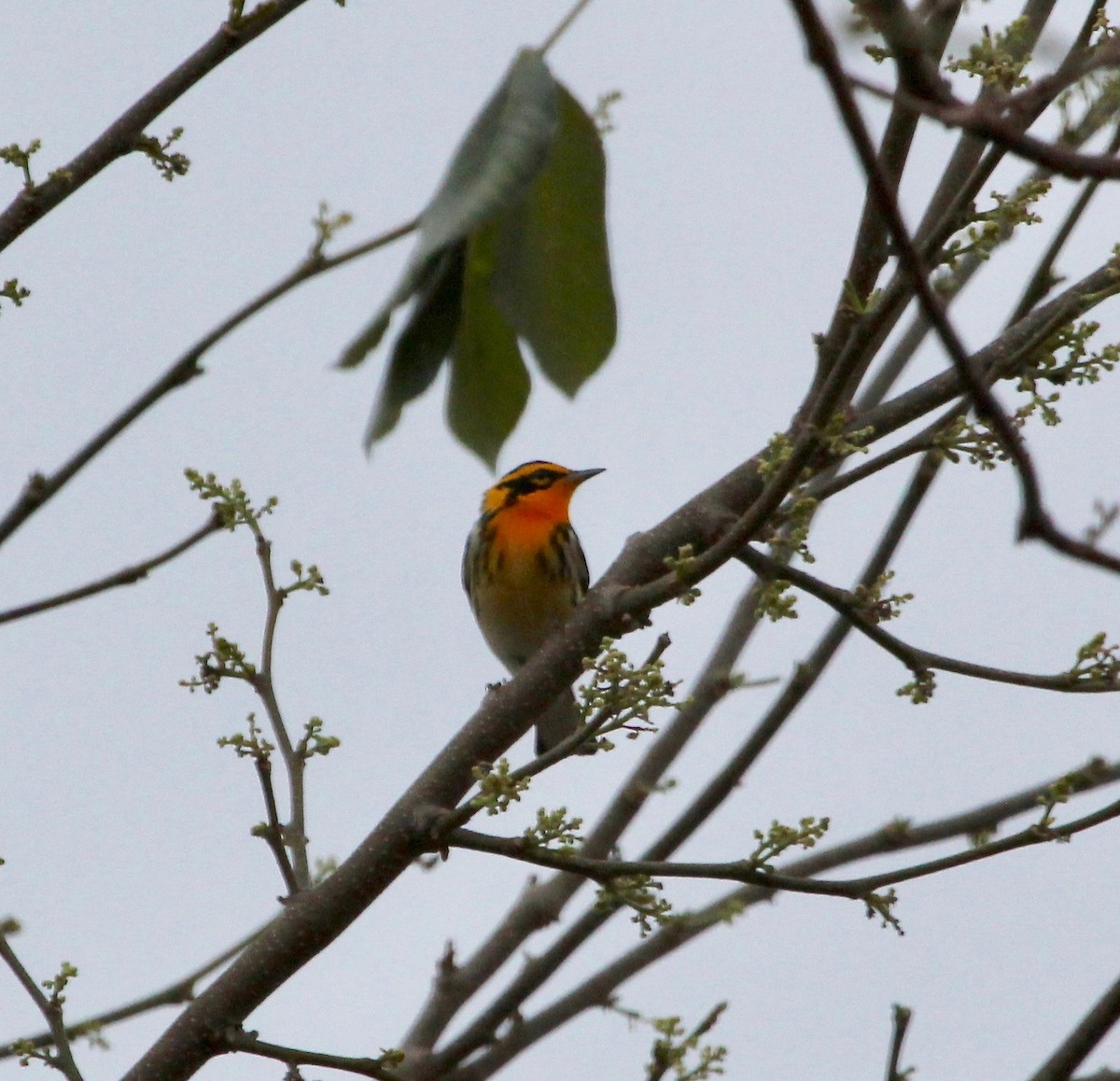 Blackburnian Warbler - ML629506184