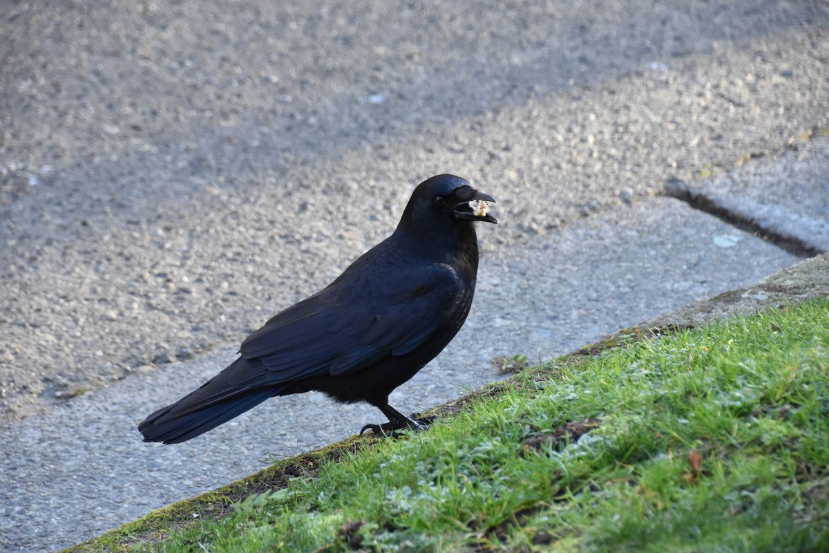 American Crow - ML629506352