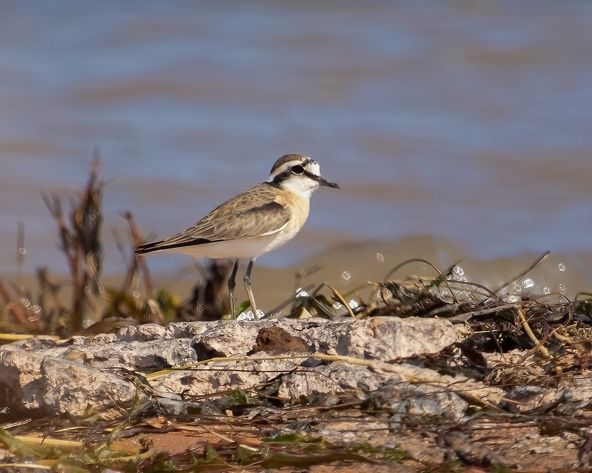 Kittlitz's Plover - ML629506515