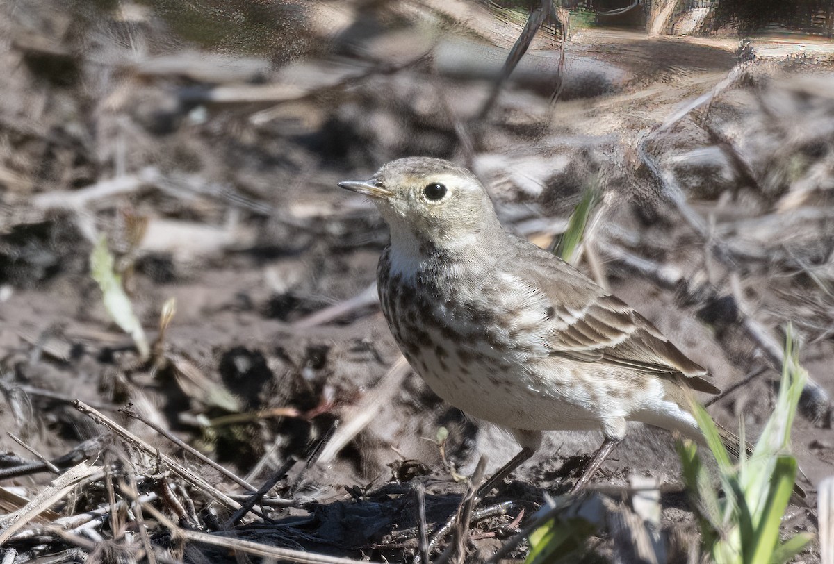 American Pipit - ML629506864