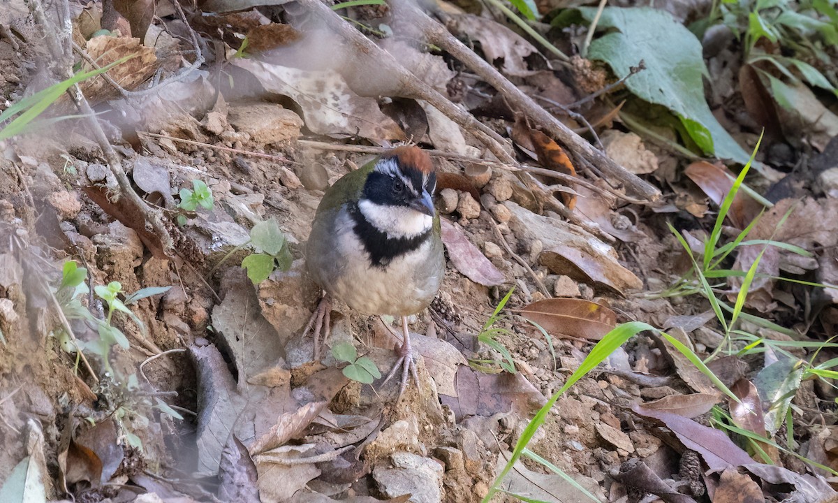 Collared Towhee - ML629506875