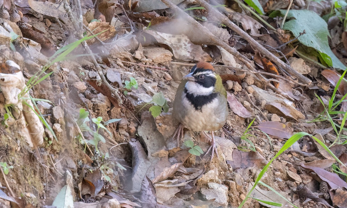 Collared Towhee - ML629506876