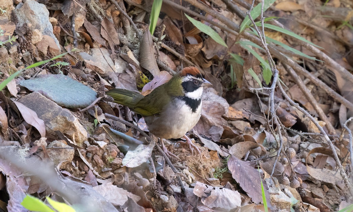 Collared Towhee - ML629506879