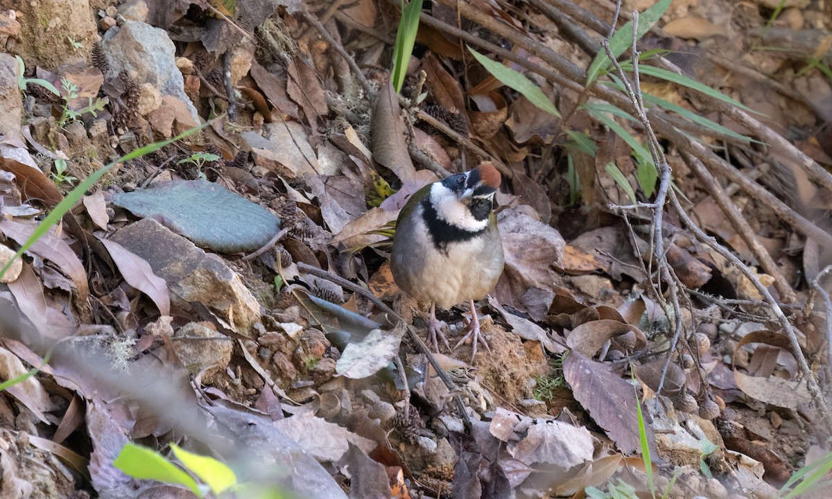 Collared Towhee - ML629506880