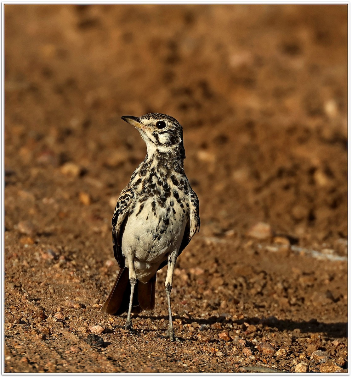 Dusky Lark - ML629507309