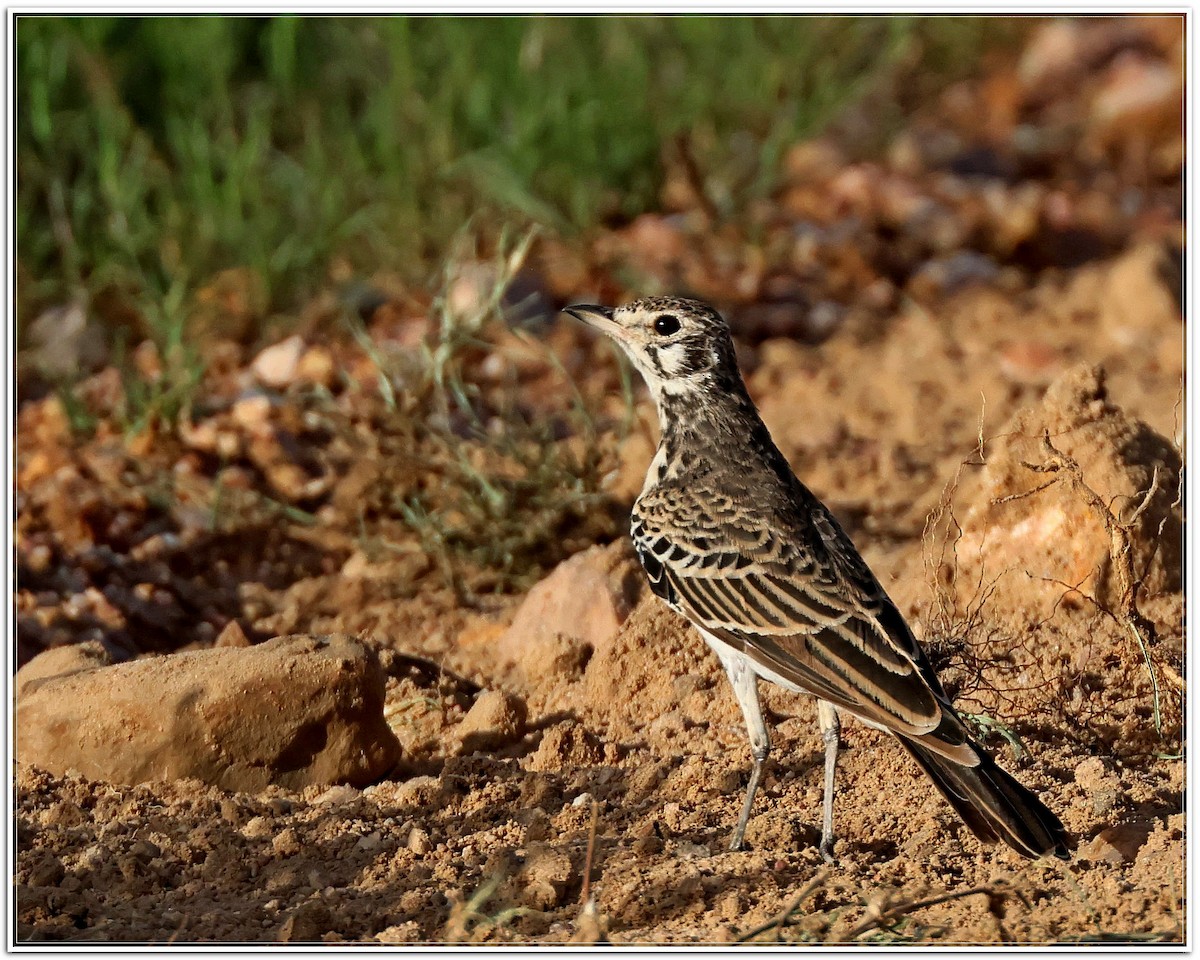 Dusky Lark - ML629507310