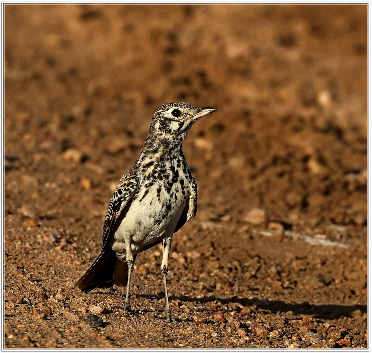 Dusky Lark - ML629507312