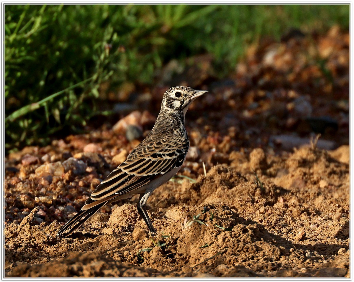 Dusky Lark - ML629507313