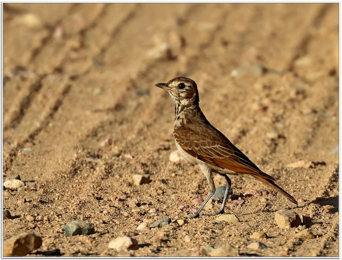 Dusky Lark - ML629507320