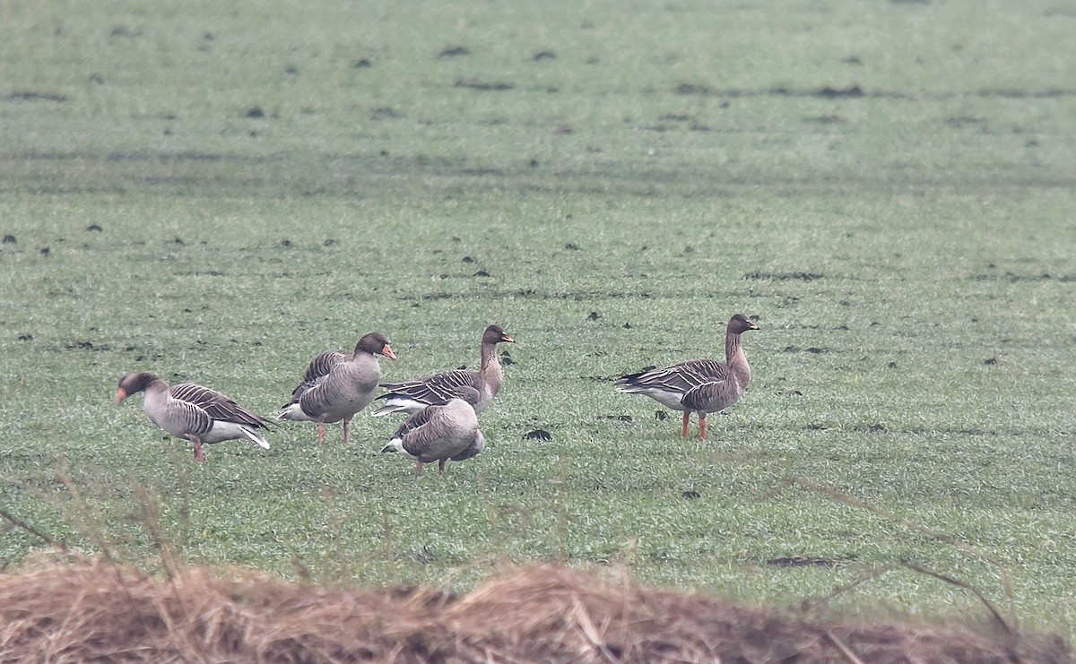 Taiga Bean-Goose - ML629507565