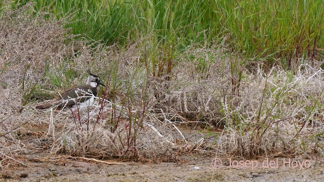 Northern Lapwing - ML629507735