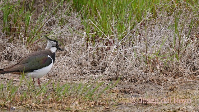 Northern Lapwing - ML629507869