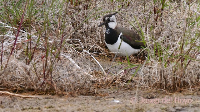 Northern Lapwing - ML629508035