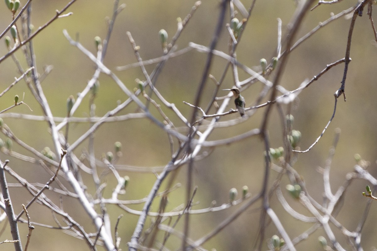 Beautiful Hummingbird - ML629508403