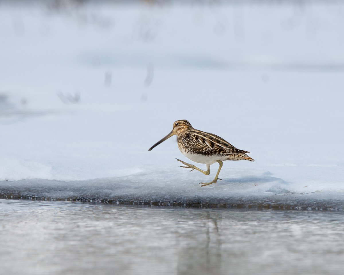 Wilson's Snipe - ML629509100