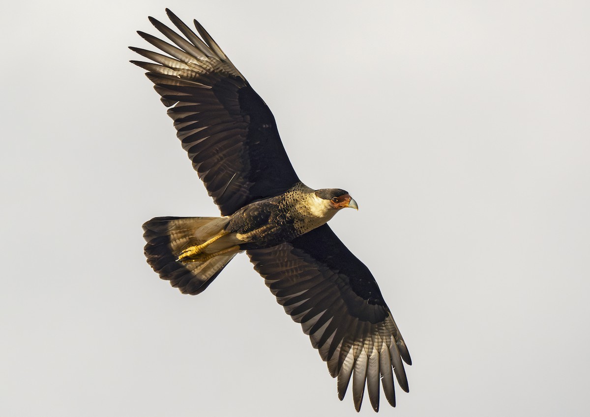 Crested Caracara - ML629509161
