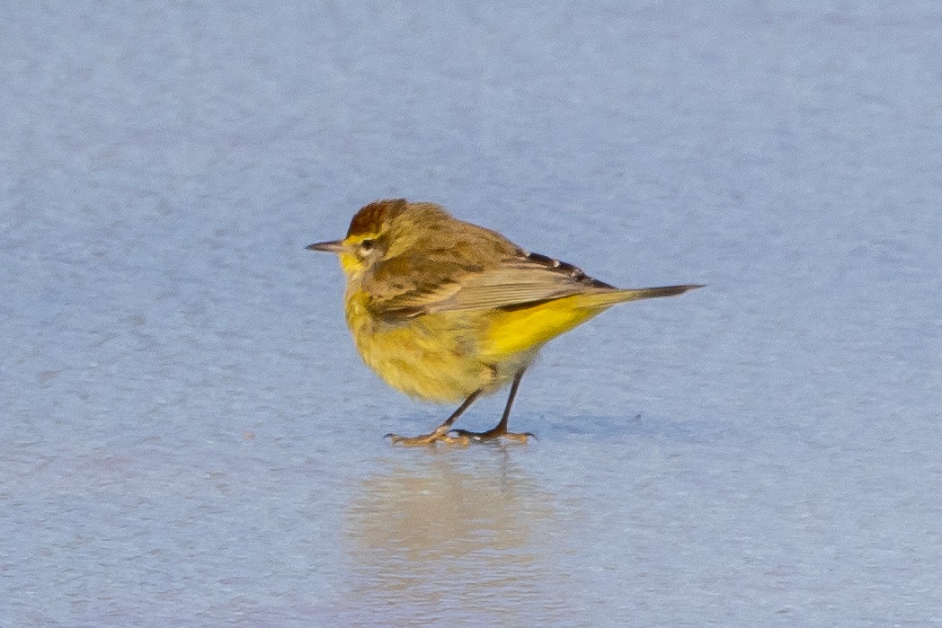 Palm Warbler - ML629509178