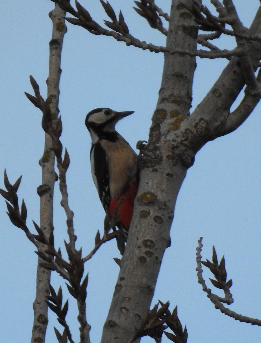 Great Spotted Woodpecker - ML629509333