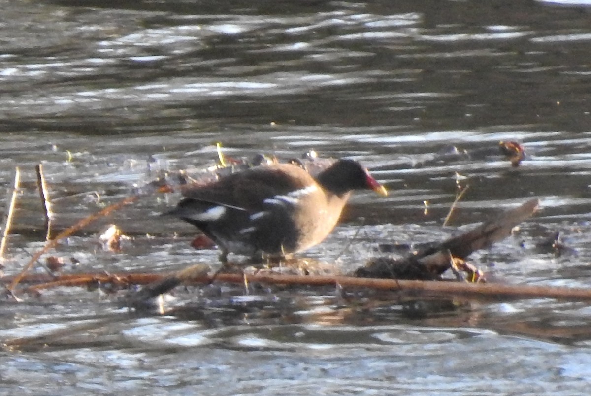 Eurasian Moorhen - ML629509528