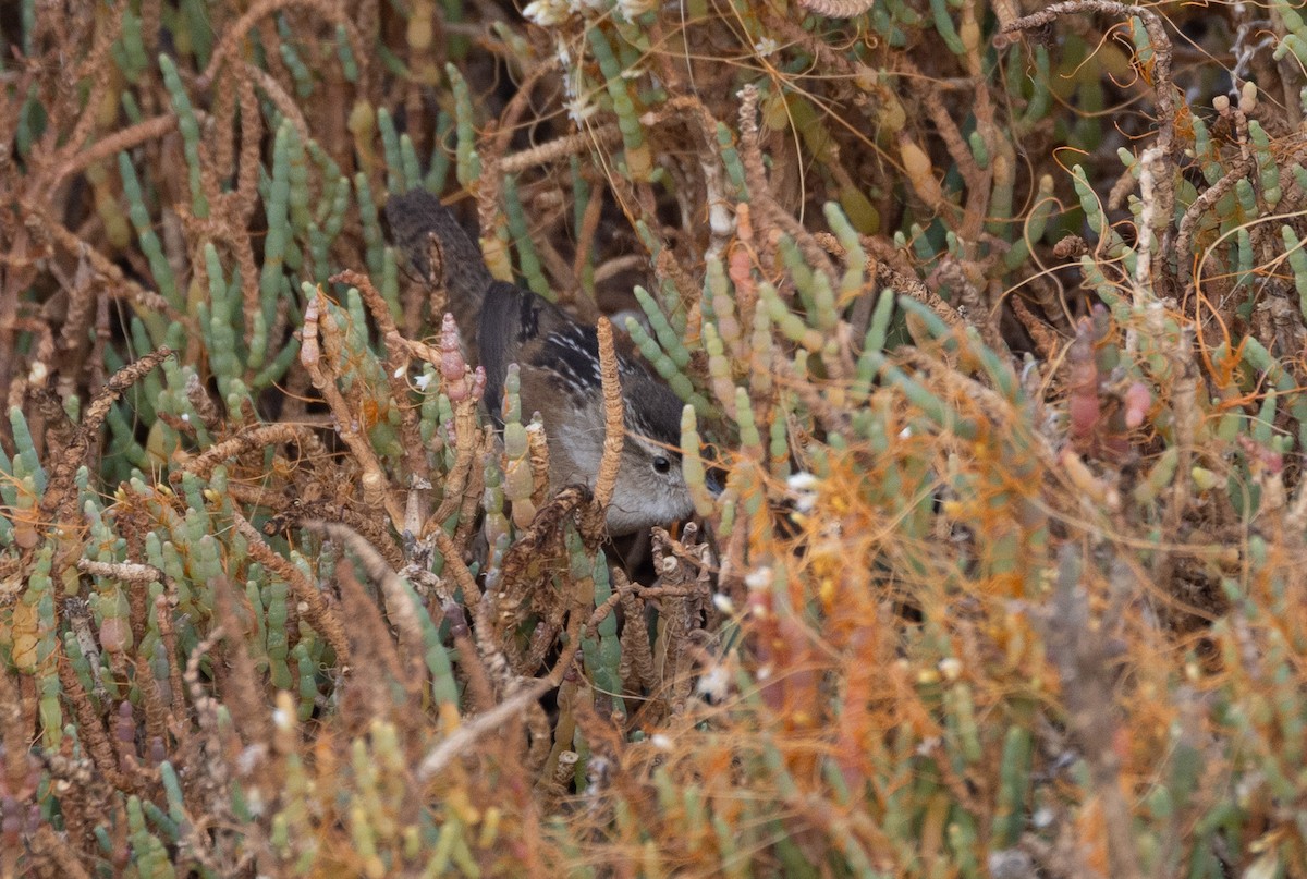 Cucarachero Pantanero - ML629509882