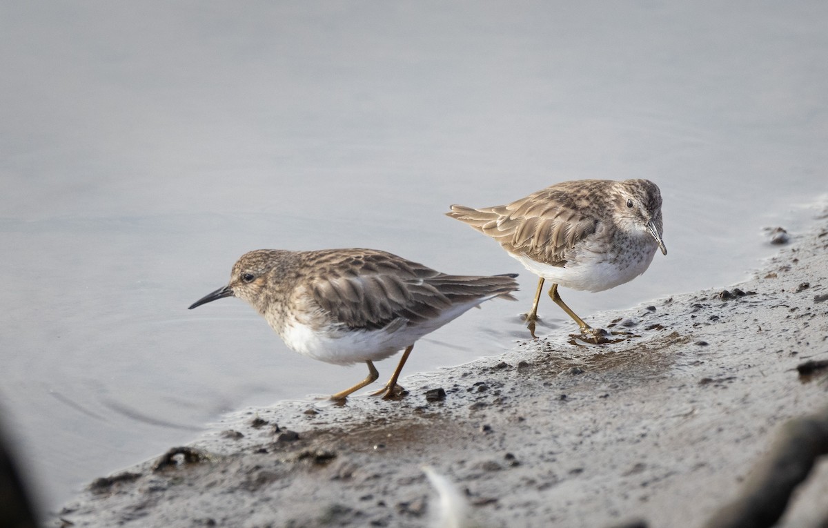 Least Sandpiper - John Callender
