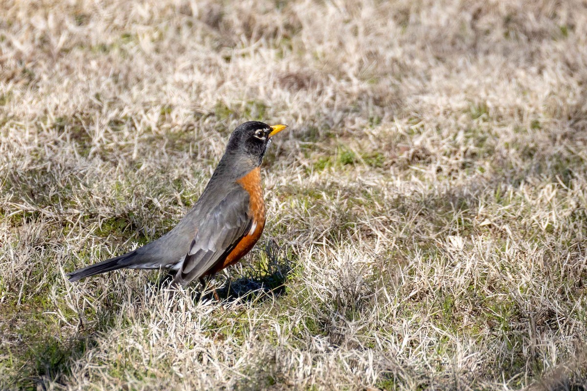 American Robin - ML629509983