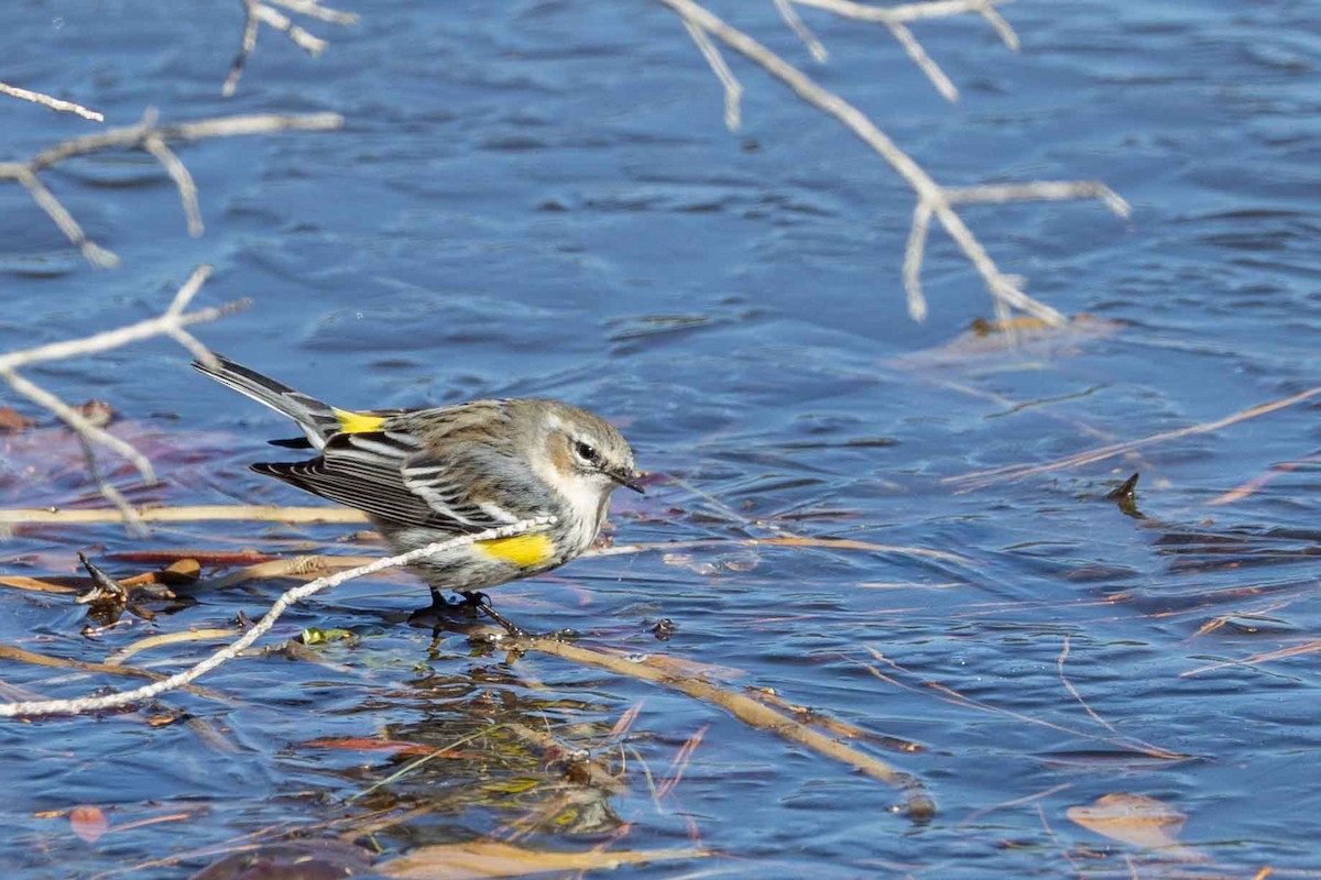 Yellow-rumped Warbler - ML629509989