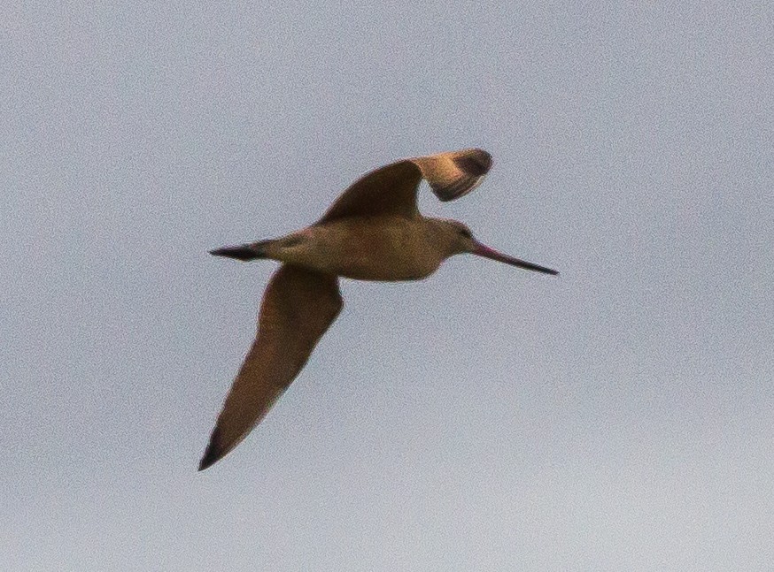 Marbled Godwit - ML62951001