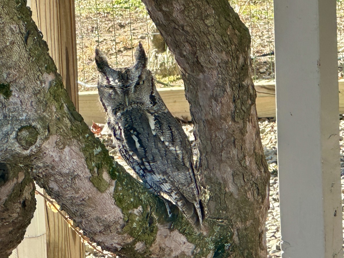 Eastern Screech-Owl - ML629510192