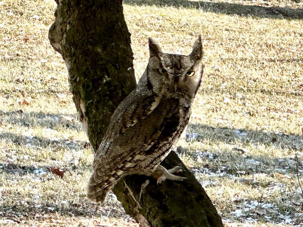 Eastern Screech-Owl - ML629510194