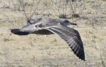 American Herring Gull - ML629510803
