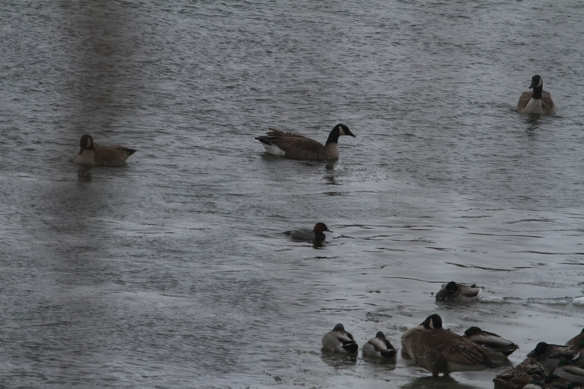 Redhead - ML629511338