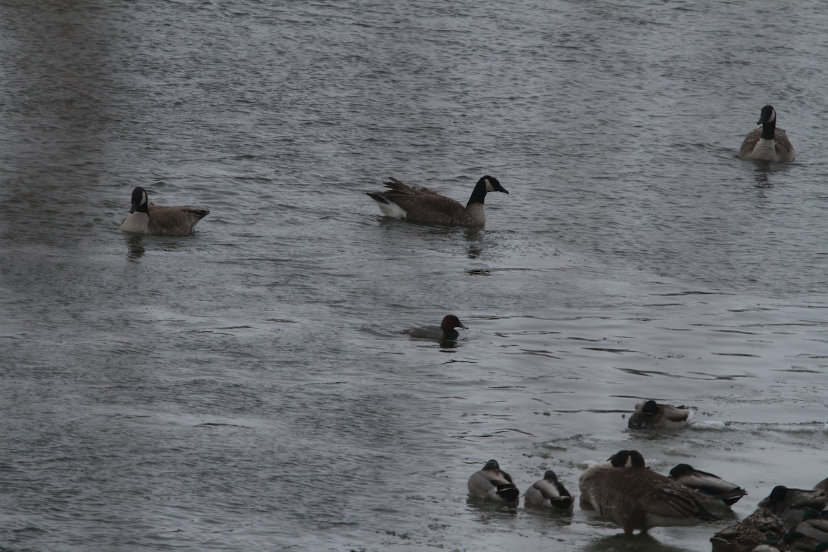 Redhead - ML629511339