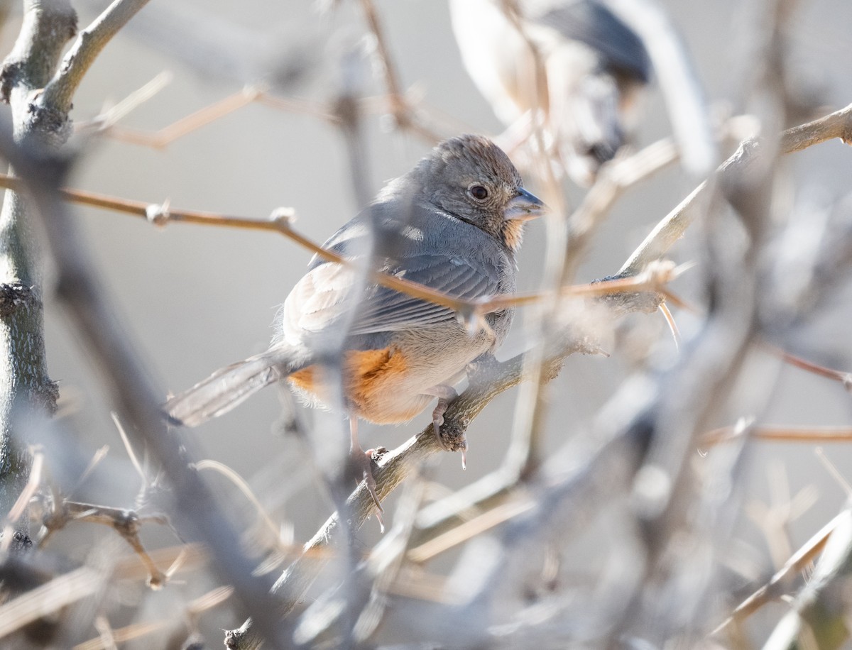 Canyon Towhee - ML629511345