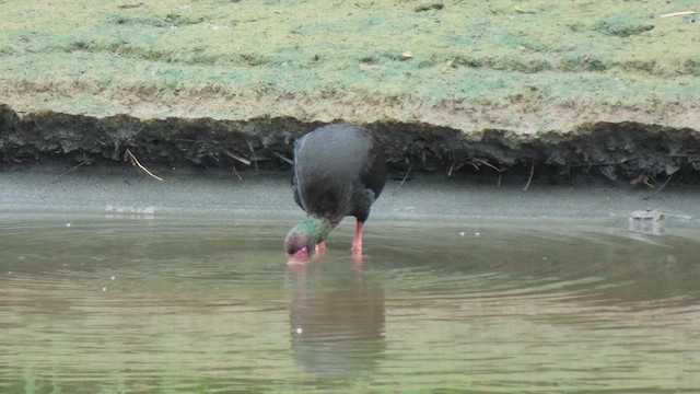 Bare-faced Ibis - ML629511373