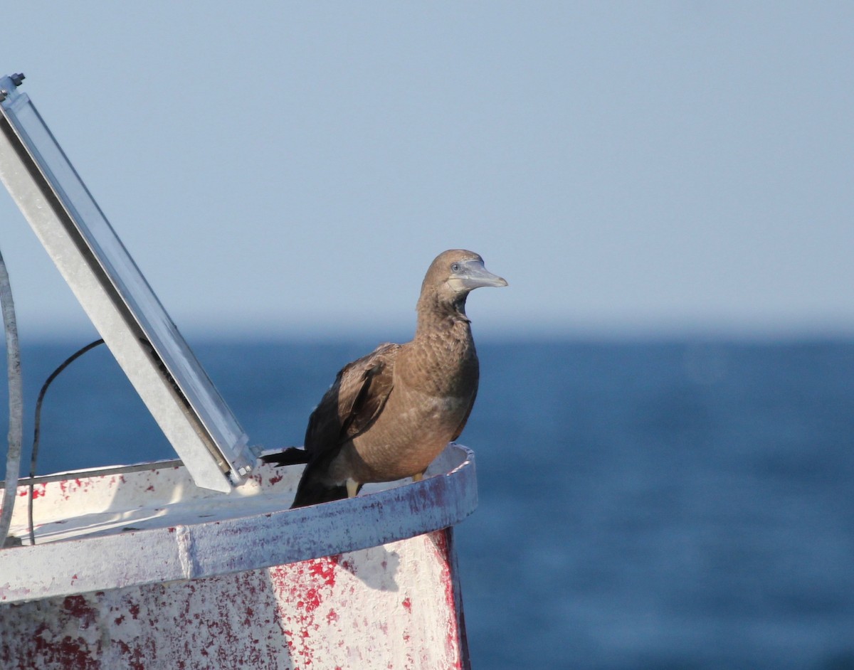 Brown Booby - ML629511445