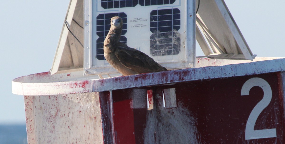 Brown Booby - ML629511446