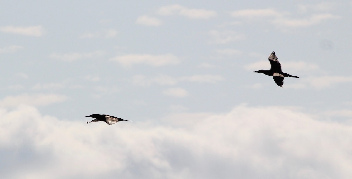 Brown Booby - ML629511447