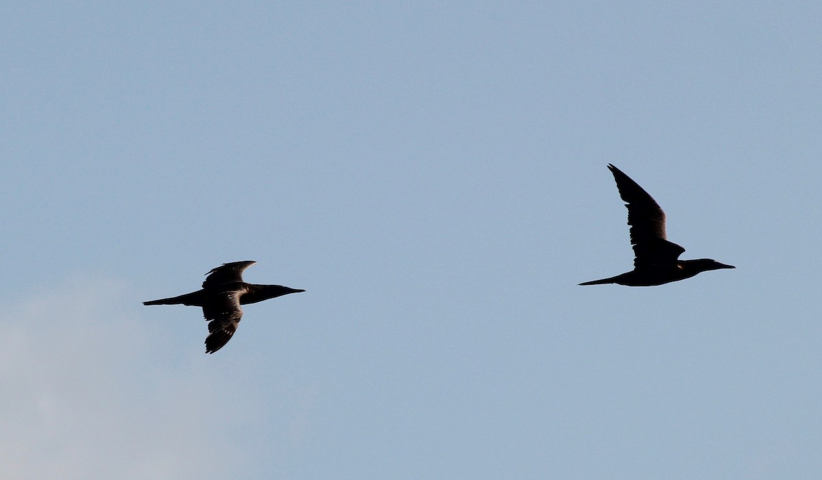Brown Booby - ML629511448