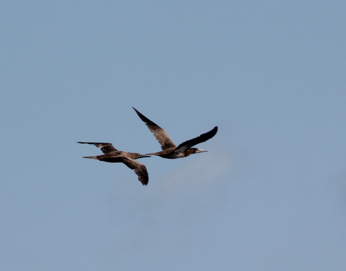 Brown Booby - ML629511450