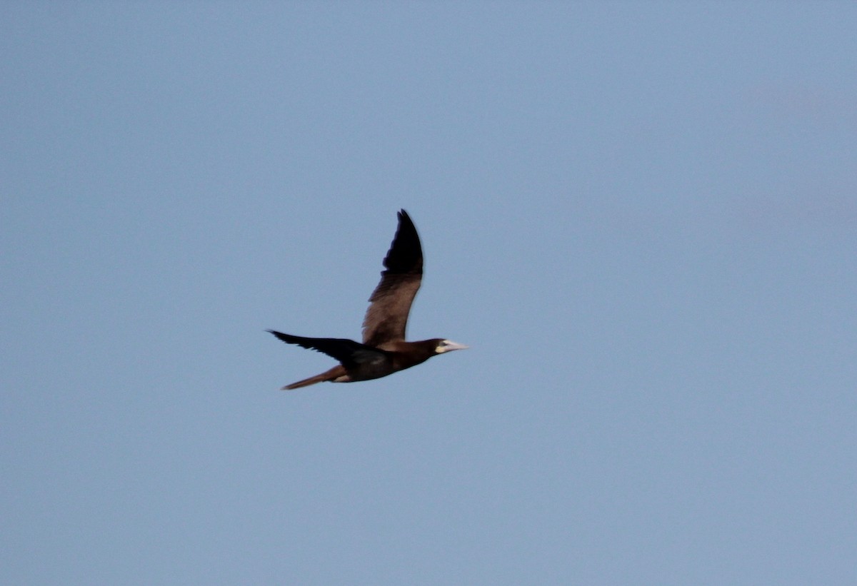 Brown Booby - ML629511451
