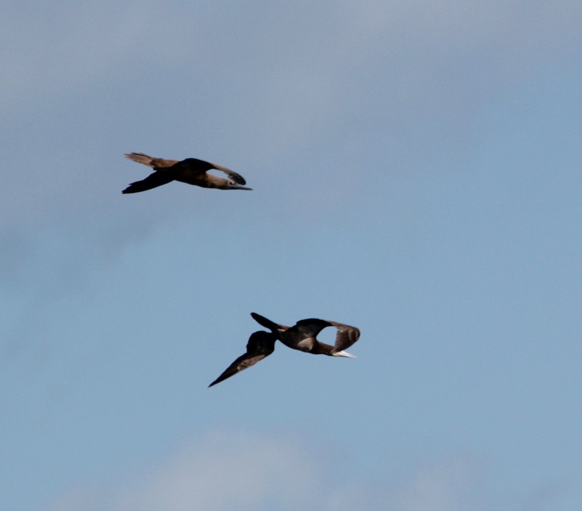 Brown Booby - ML629511452