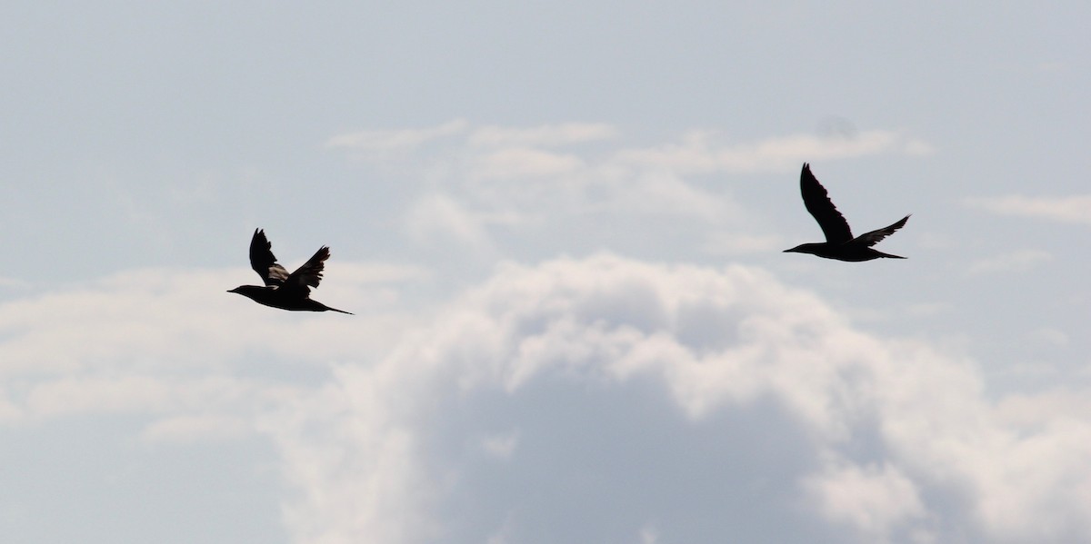 Brown Booby - ML629511453