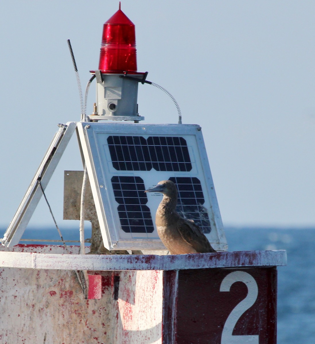 Brown Booby - ML629511454