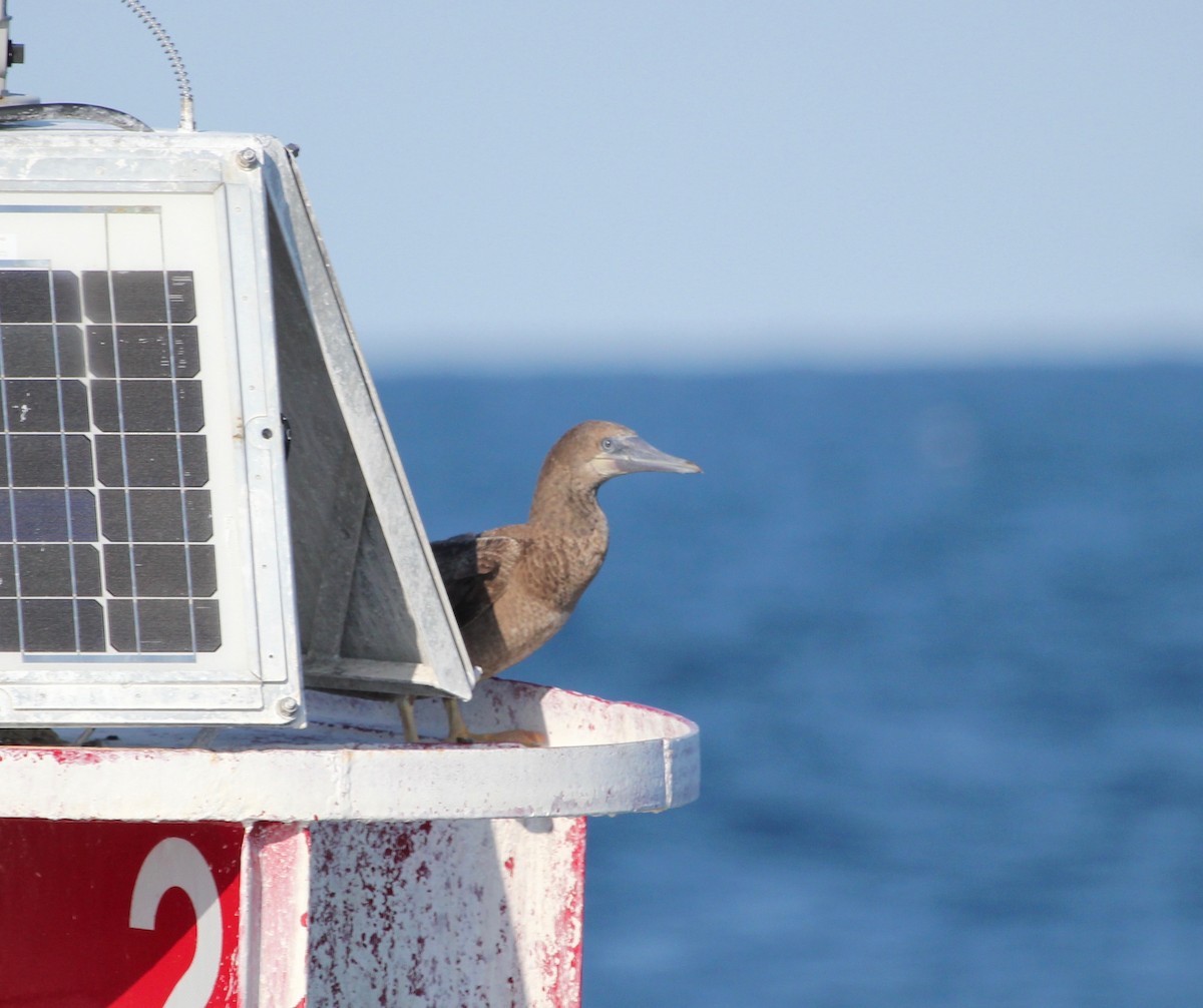 Brown Booby - ML629511455