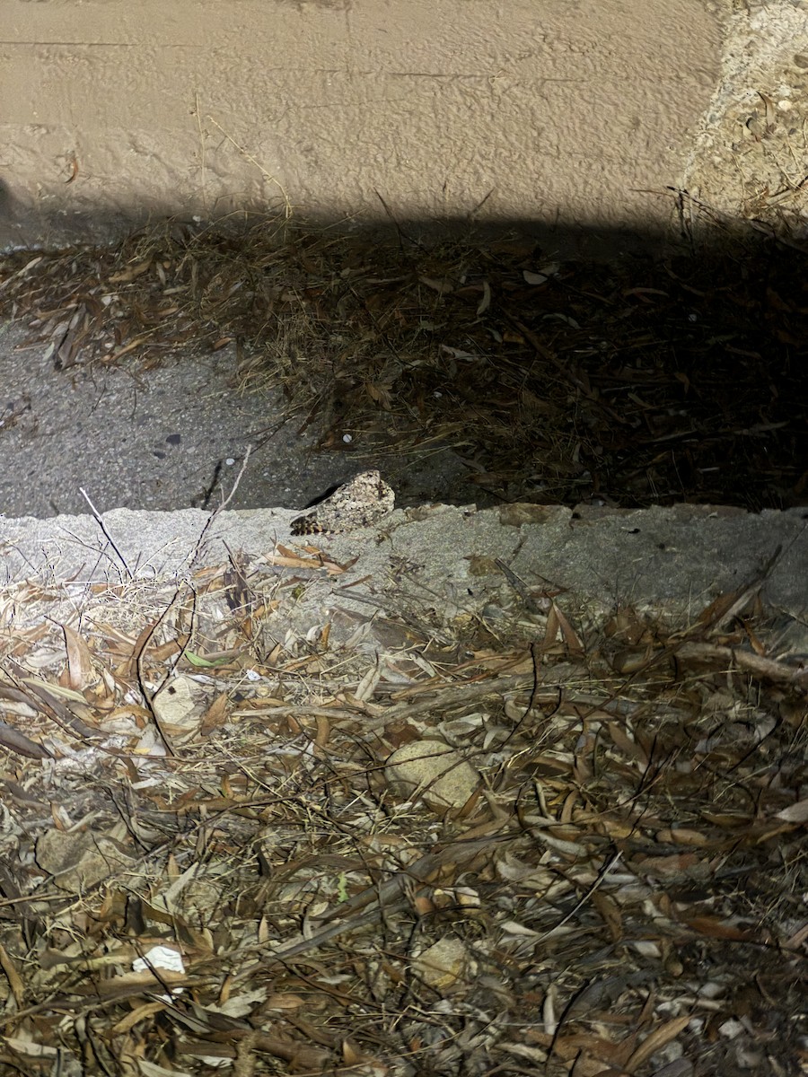 Common Poorwill - ML629511495