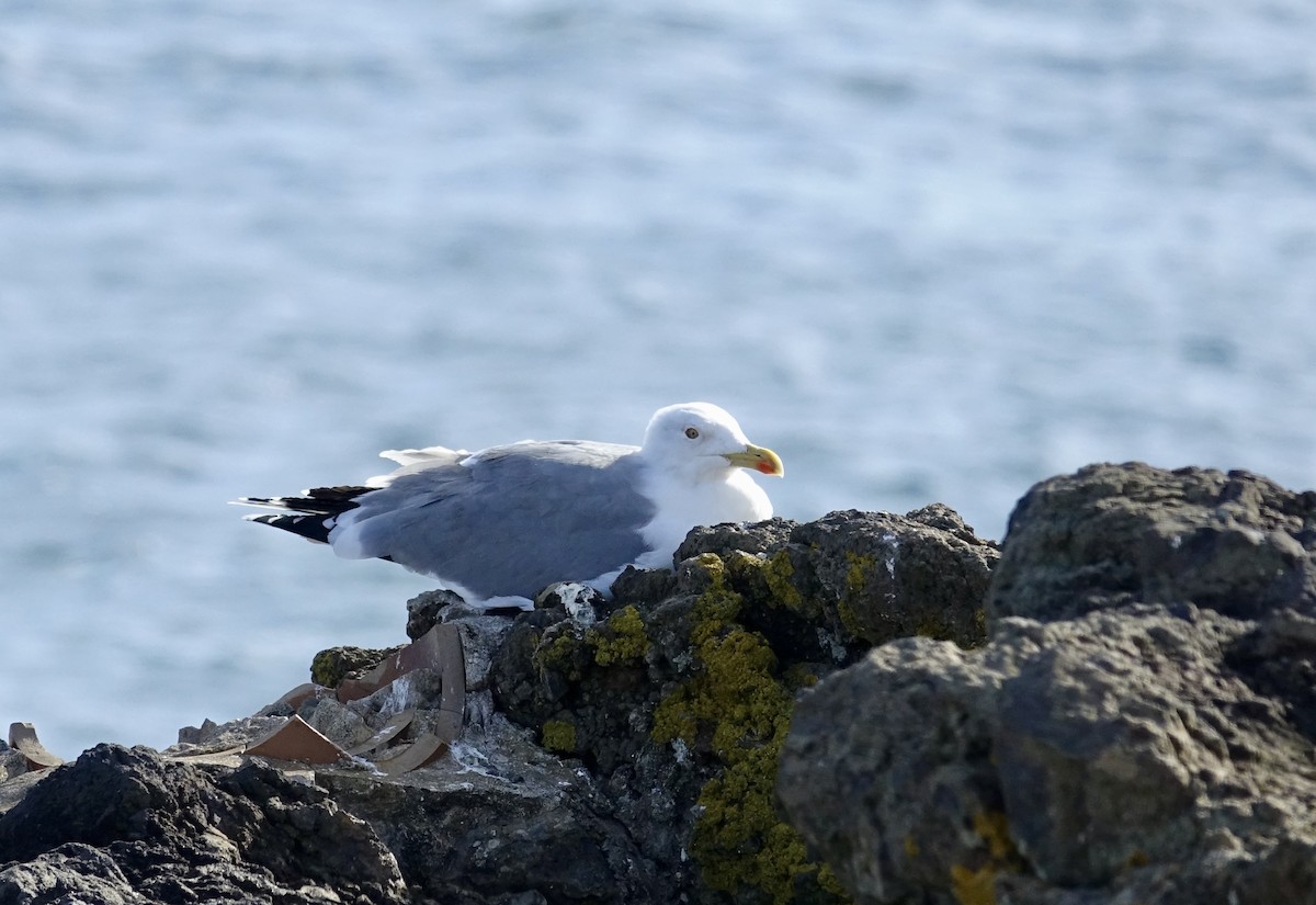 Yellow-legged Gull (atlantis) - ML629511583